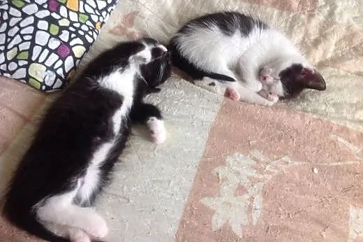 Maluchy do adopcji,  mazowieckie Warszawa