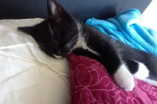 Maluchy do adopcji,  mazowieckie Warszawa