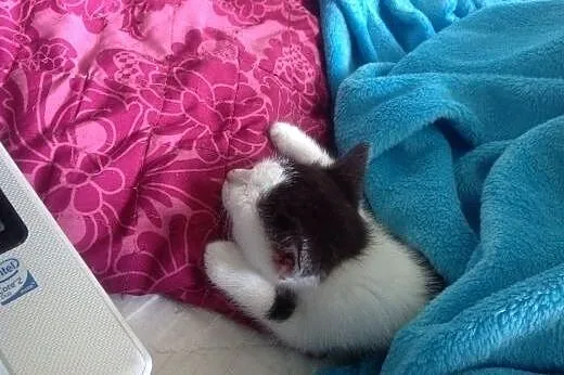 Maluchy do adopcji,  mazowieckie Warszawa