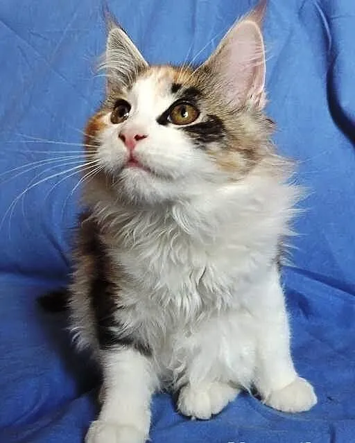 Piękne kocieta maine coon