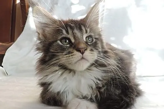Piękne kocieta maine coon