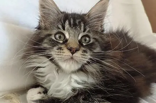 Piękne kocieta maine coon