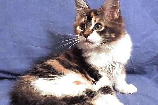 Piękne kocieta maine coon