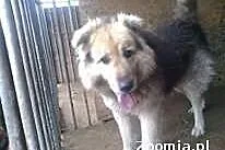 Pies Sam szuka domu