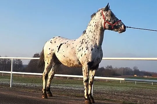 Sprzedam, OGIER TARANT, Łódzkie, Zgierz