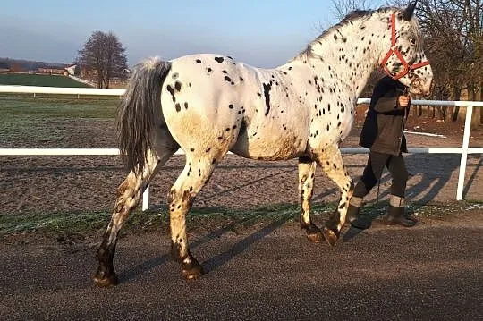 Sprzedam, OGIER TARANT, Łódzkie, Zgierz
