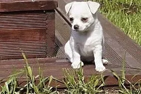 Mini Chihuahua,  kujawsko-pomorskie Bydgoszcz