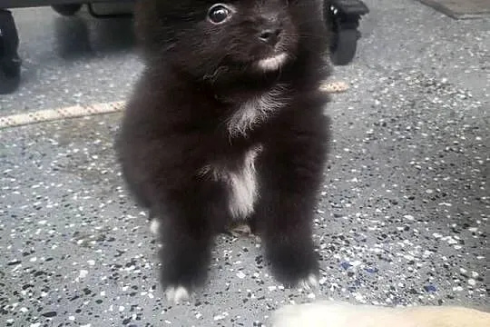 szpic miniaturka pomeranian