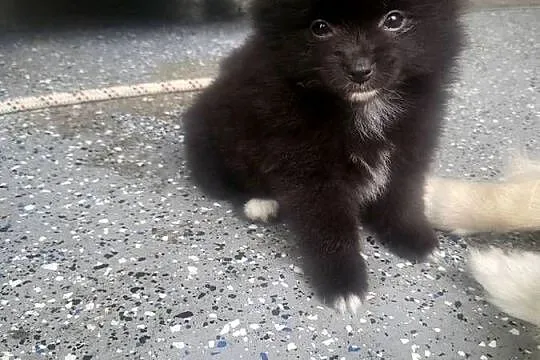 szpic miniaturka pomeranian, Mazowieckie, Piaseczno