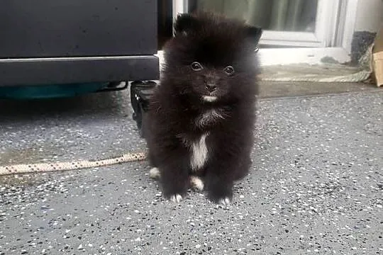 szpic miniaturka pomeranian, Mazowieckie, Piaseczno