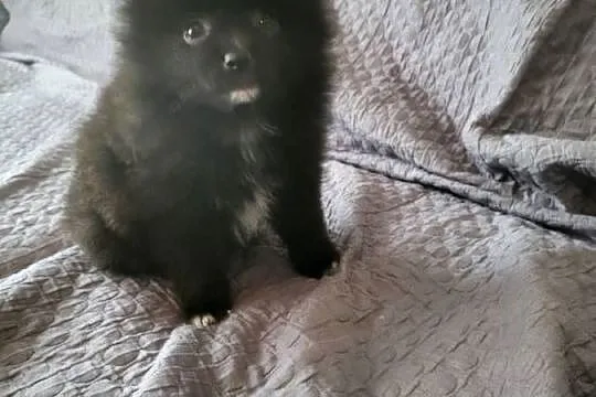 szpic miniaturka pomeranian, Mazowieckie, Piaseczno