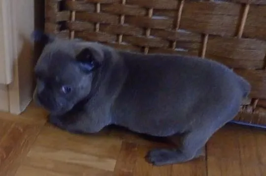 Błękitne suczki buldog francuski