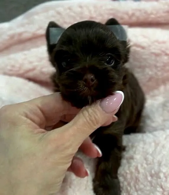 Chocolate Yorkshire Terrier śliczny chłopczyk, Małopolskie, Stojowice