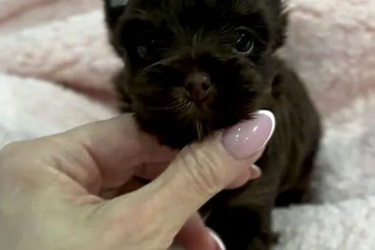 Chocolate Yorkshire Terrier śliczny chłopczyk, Małopolskie, Stojowice