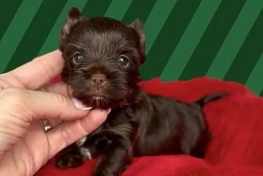 Chocolate Yorkshire Terrier śliczny chłopczyk, Małopolskie, Stojowice