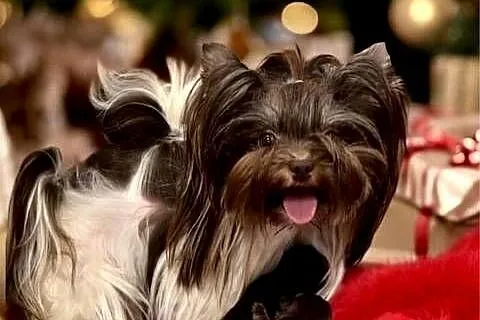 Chocolate Yorkshire Terrier śliczny chłopczyk, Małopolskie, Stojowice