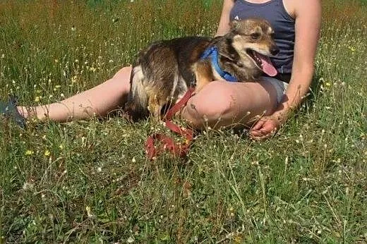 MikroGroszek marznie w schronisku okrutnie! Pomóż 