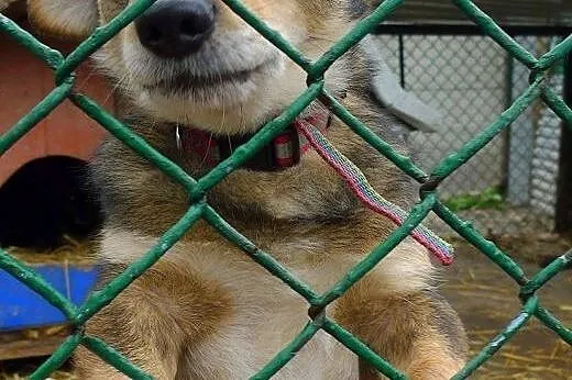 MikroGroszek marznie w schronisku okrutnie! Pomóż 