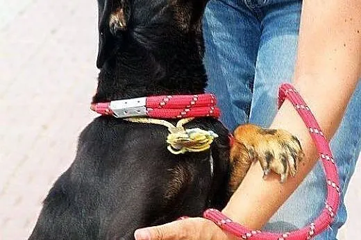 Młodziutka KAROLCIA- piękna sunia mix pinczerek bł