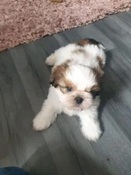 Szczeniak rasy Shih Tzu, 11 tygodni... napisz do mnie na WhatsApp: +44 7453 907158, , Luboszyce Małe