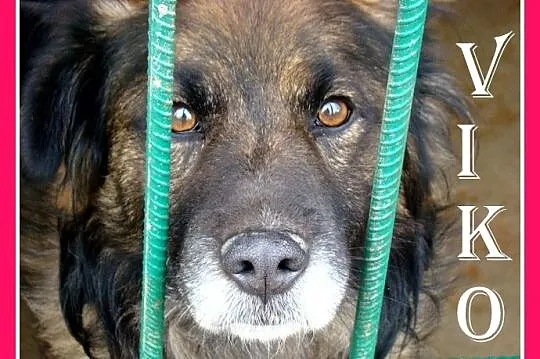 Pasterski długowłosy pies VIKO, przyjazny,łagodny,kontaktowy_Adopcja