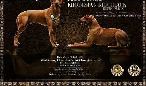 Reproduktor Rhodesian Ridgeback, opolskie Opole