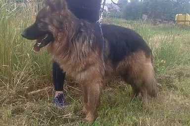 Piękny długowłosy owczarek szuka domu,  zachodniop
