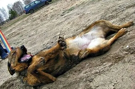 Czika, skazana na śmierć. Dostała drugie życie.Ter