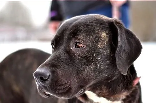 Bella - takiej kochanej suni nie znajdziesz nigdzie :)