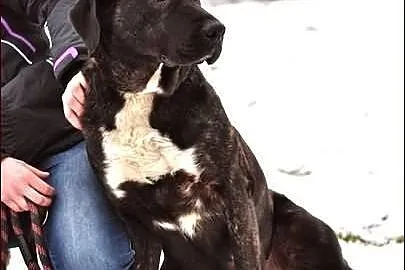 Bella - takiej kochanej suni nie znajdziesz nigdzi