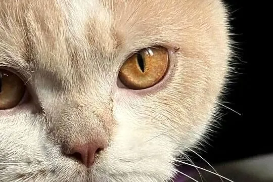 Piękna kocica brytyjska rudy Bicolor, Mazowieckie, Ostrołęka