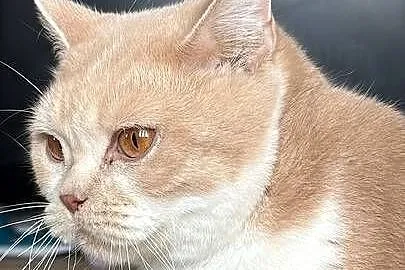 Piękna kocica brytyjska rudy Bicolor, Mazowieckie, Ostrołęka