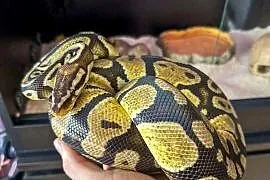 Pyton królewski z dokumentami + terrarium z wyposażeniem