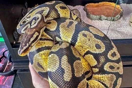 Pyton królewski z dokumentami + terrarium z wyposażeniem, Wielkopolskie, Miłosław