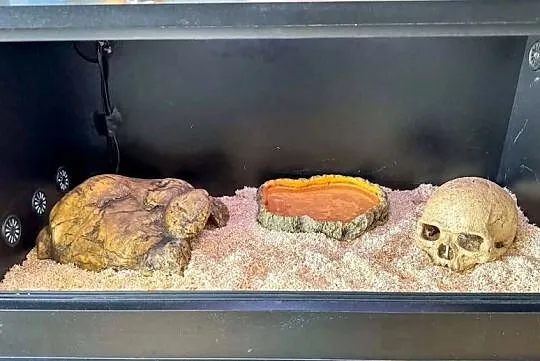 Pyton królewski z dokumentami + terrarium z wyposażeniem, Wielkopolskie, Miłosław