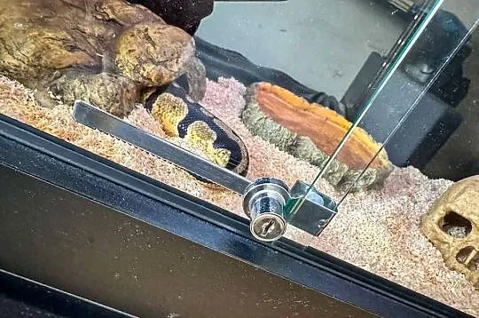 Pyton królewski z dokumentami + terrarium z wyposażeniem, Wielkopolskie, Miłosław