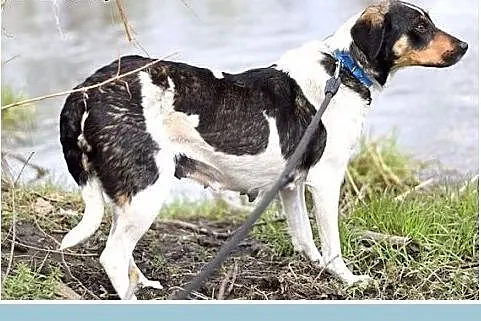 Młoda, nieduża, łagodna,delikatna,wrażliwa suczka KOLIA.Adopcja,  małopolskie Kraków