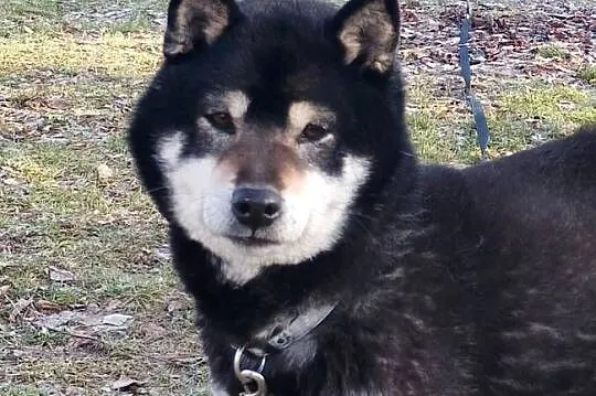 SHIBA INU. Nowy miot - przyjmujemy zamówienia, Lubelskie, Bychawka Trzecia