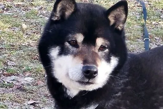 SHIBA INU. Nowy miot - przyjmujemy zamówienia, Lubelskie, Bychawka Trzecia