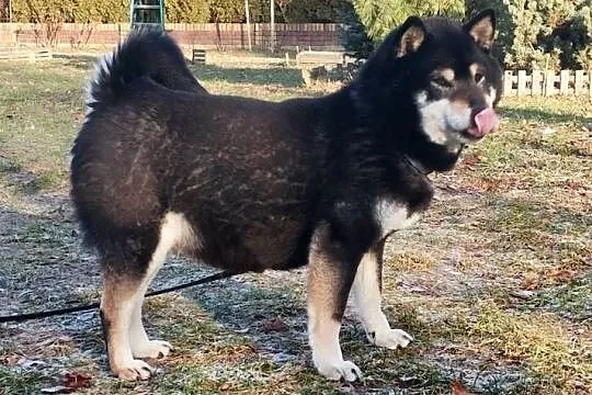 SHIBA INU. Nowy miot - przyjmujemy zamówienia, Lubelskie, Bychawka Trzecia