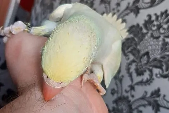 Papuga aleksandretta obrożna lecwing ręcznie karmi, Drawsko Pomorskie