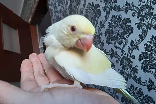 Papuga aleksandretta obrożna lecwing ręcznie karmiona oswojona 2 miesięczna, Drawsko Pomorskie