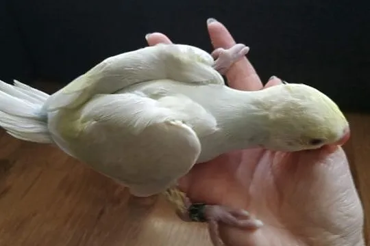 Papuga aleksandretta obrożna lecwing ręcznie karmiona oswojona 2 miesięczna, Drawsko Pomorskie