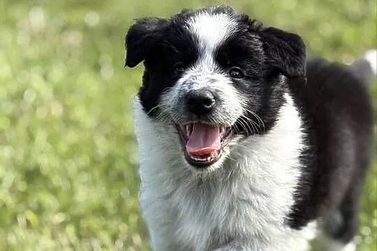 Border Collie czarno-biała suczka