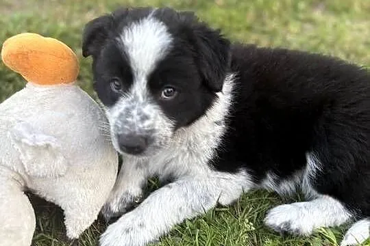 Border Collie czarno-biała suczka, Łódzkie, Dylów A