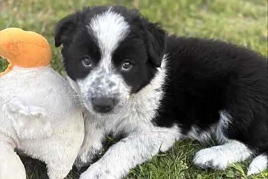 Border Collie czarno-biała suczka, Łódzkie, Dylów A