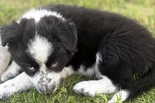 Border Collie czarno-biała suczka, Łódzkie, Dylów A