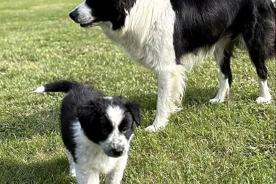 Border Collie czarno-biała suczka, Łódzkie, Dylów A