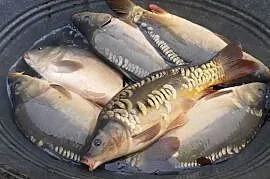 KARP ŻYWY GIERAŁTOWICE
