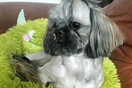 Shih tzu FCI piesek